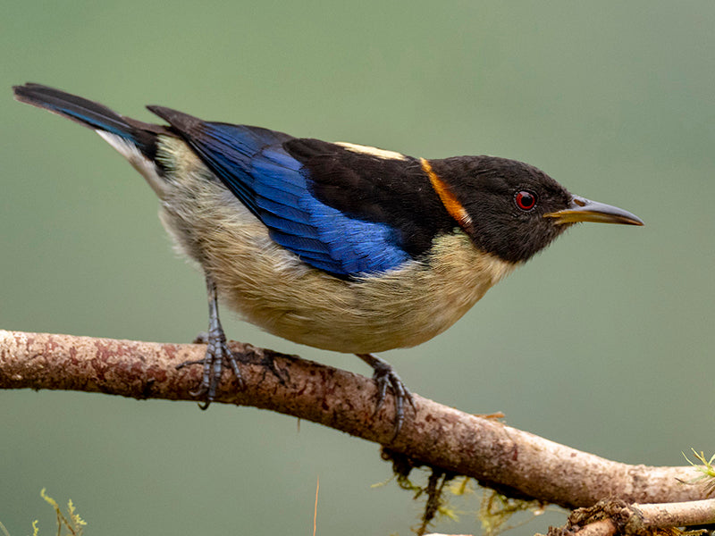 Golden-collared Honeycreeper, Iridophanes pulcherrimus, Mielero Opalino