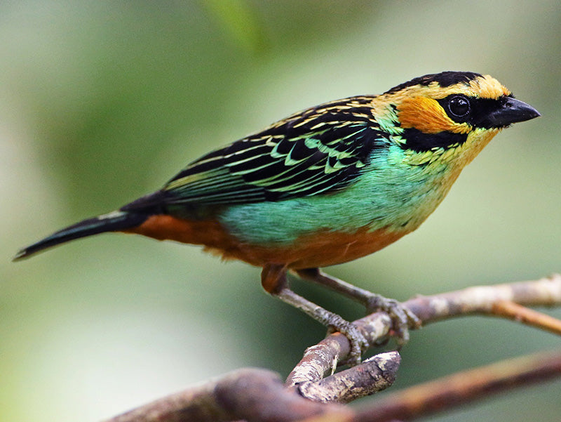 Golden-eared Tanager, Tangara chrysotis, Tangará Pechirrufa