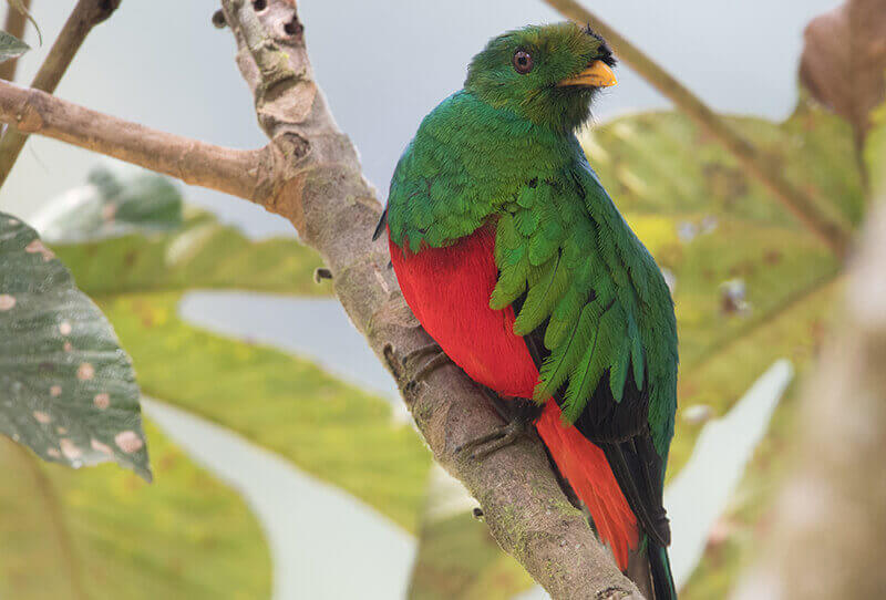 Golden-headed Quetzal, Pharomachrus auriceps, Quetzal Colinegro