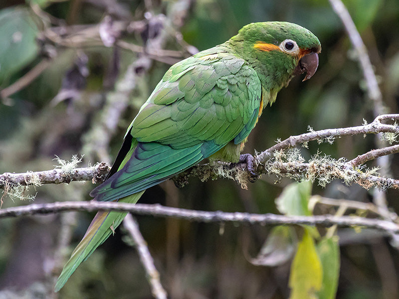 Golden-plued Parakeet, Leptosittaca branickii, Perico Paramuno