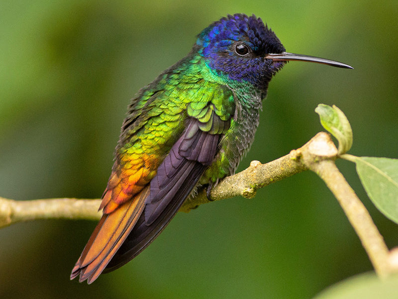 Golden-tailed Sapphire, Chrysuronia oenone, Zafiro Colidorado