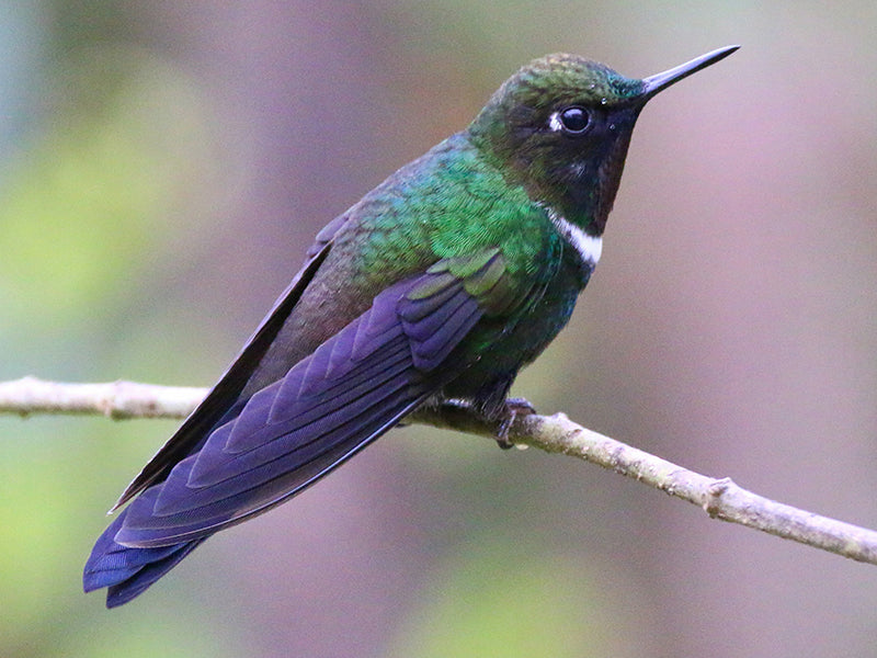 Gorgeted Sunangel, Heliangelus strophianus, Ángel Nariñense