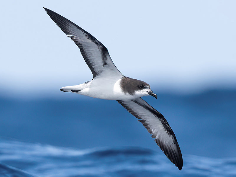 Gould's Petrel, Pterodroma leucoptera, Petrel de Gould