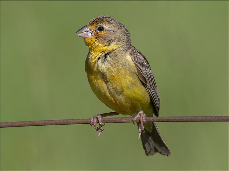 Grassland Yellow-finch, Sicalis (luteola) luteola, Canario Llanero