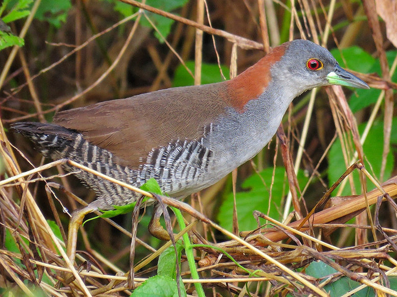 Gray-breasted Crake, Laterallus exilis, Polluela Bicolor