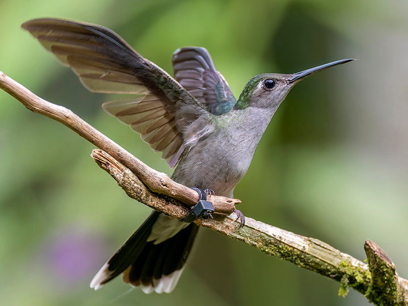 Campylopterus largipennisSpanish name: Ala-de-sable Pechigris