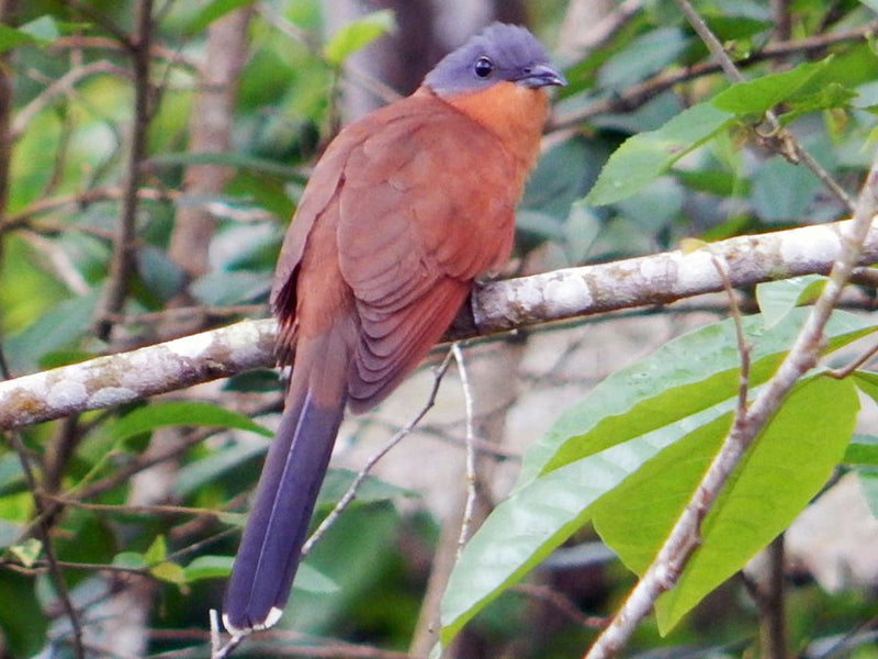 Gray-capped Cuckoo, Coccyzus lansbergi, Cuco Canelo