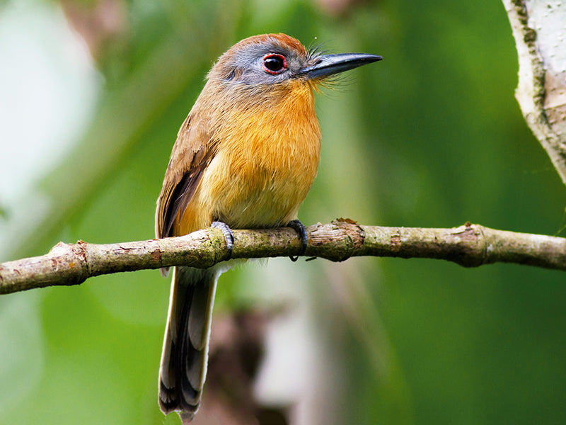 Gray-cheeked Nunlet, Nonnula frontalis, Monjita Canela