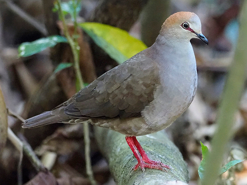 Gray-chested dove, Leptotila cassinii, Tortola pechigris