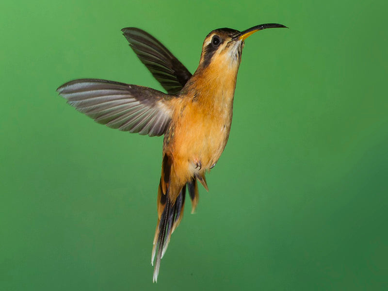Phaethornis griseogularis, Ermitaño Gorgigris, Gray-chinned Hermit