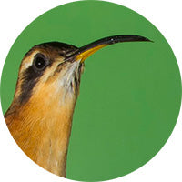 Gray-chinned Hermit, Ermitaño Gorgigris, Phaethornis griseogularis