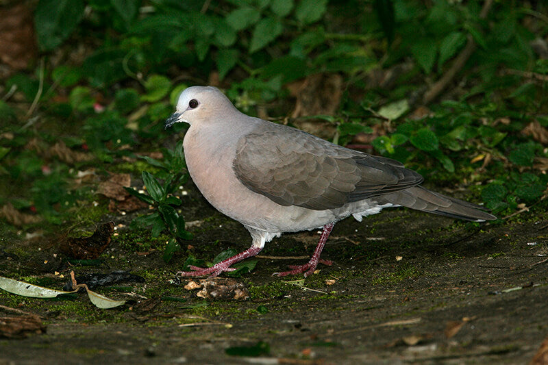 Gray-fronted Dove, Tórtola frentiblanca, Leptotila rufaxilla