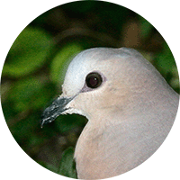 Gray-fronted Dove, Tórtola frentiblanca, Leptotila rufaxilla