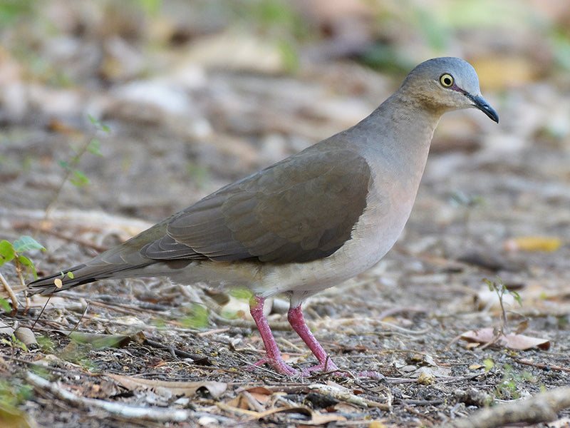 Leptotila plumbeiceps, Tórtola Cabeciazul, Gray-headed dove