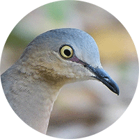 Gray-headed-dove,Leptotila plumbeiceps, Tórtola Cabeciazul