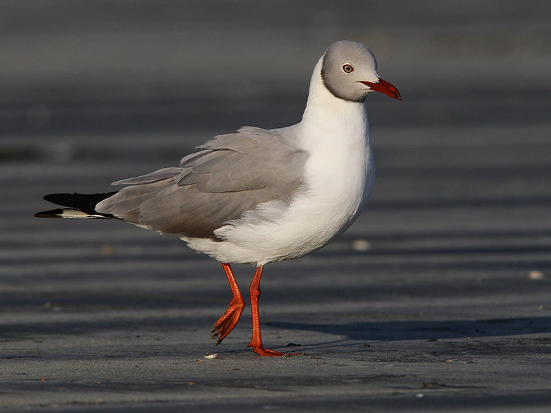 Gray-headed gull, gray-hooded gull, Chroicocephalus cirrocephalus, Gaviota Capucho Gris