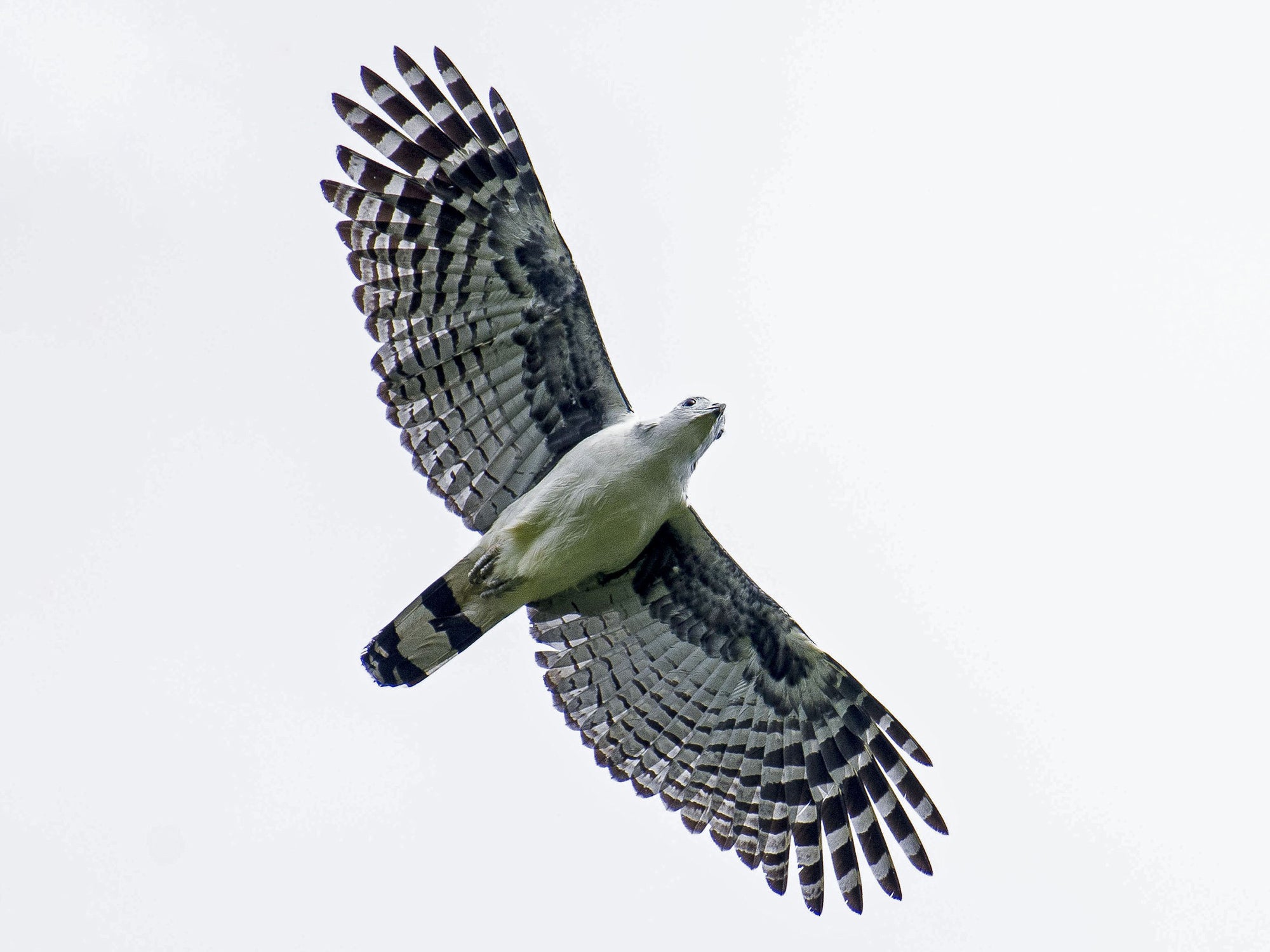 Gray-headed Kite, Leptodon cayanensis, Aguila Cabecigris