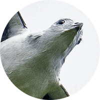 Gray-headed Kite, Leptodon cayanensis, Aguila Cabecigris