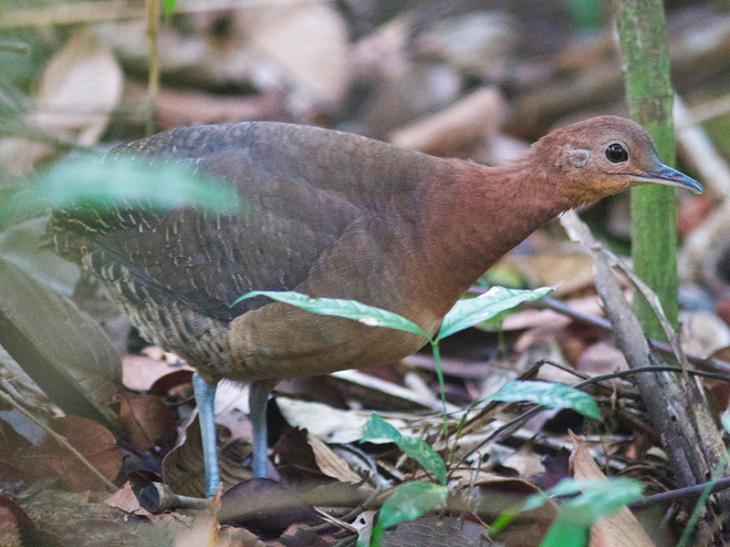 Gray legged tinamou