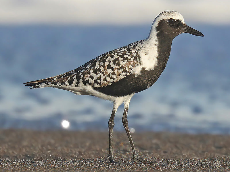 Gray Plover, Pluvialis squatarola, Chorlito gris