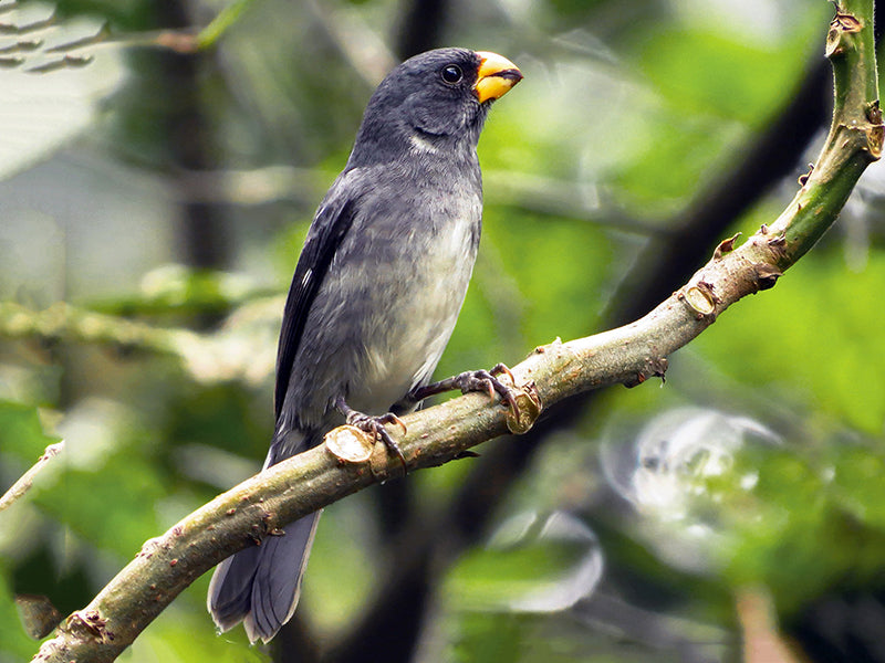 Gray Seedeater, Sporophila intermedia,  Espiguero Gris