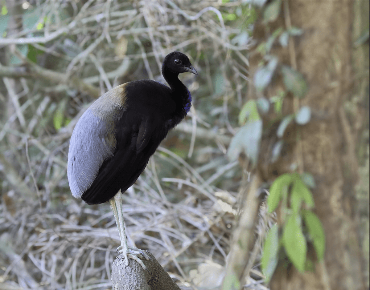 Trumpeters – Birds of Colombia