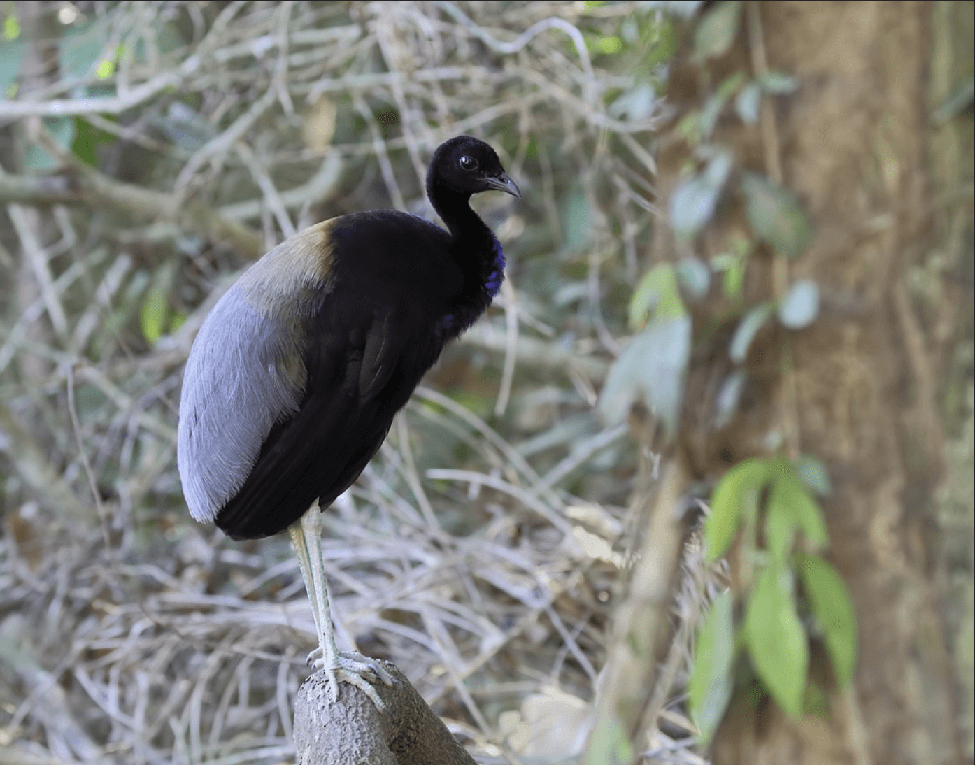 Gray-winged Trumpeter, 