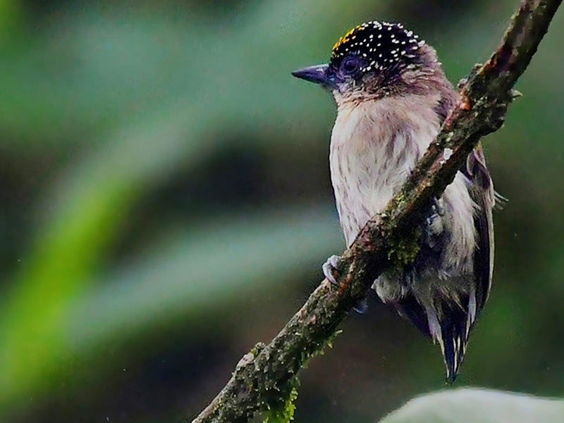 Grayish Piculet, Picumnus granadensis, Carpinterito Punteado