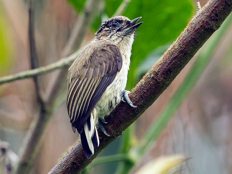 Graysh Piculet, Picumnus granadensis, Carpinterito Punteado