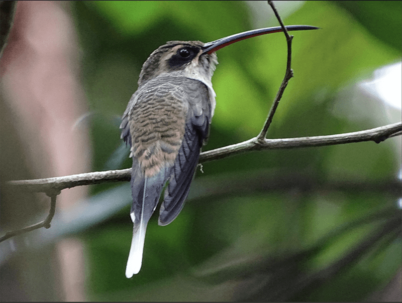 Great-billed Hermit, Phaethornis malaris, Ermitaño Piquigrande