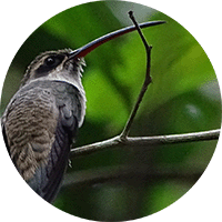 Great-billed Hermit