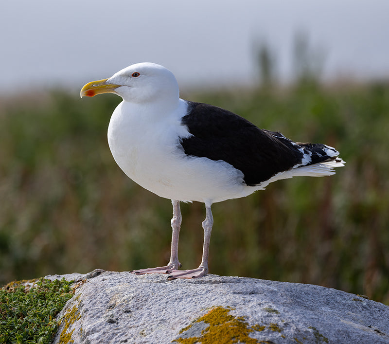 Great Black-backed Gull, Larus marinus, Gavion