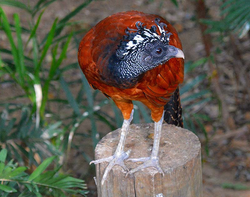 Great Curassow, Crax rubra, Paujil del Choco