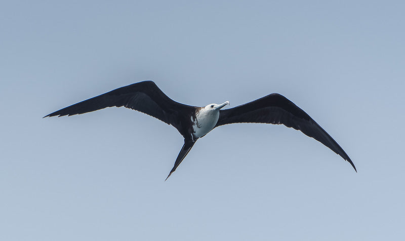 frigatebird, great frigate bird, suliformes, fregatidae
