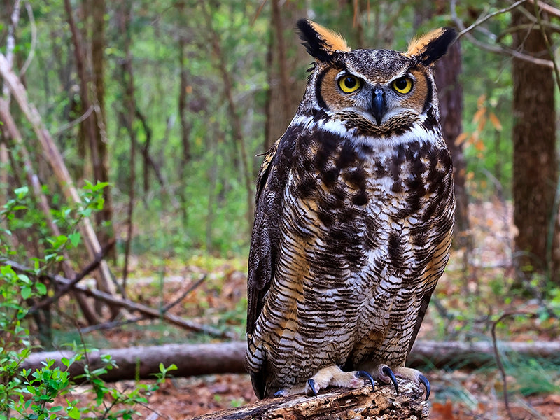 Great-horned Owl, Búho virginianus,  Búho Real