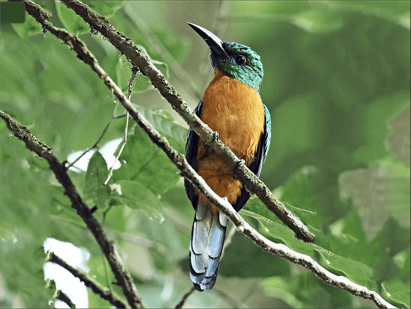 Great Jacamar, Jacamerops aureus, Gran Jacamar