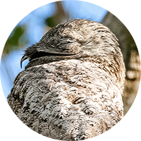 Great Potoo, Biemparado Grande, Nyctibius grandis