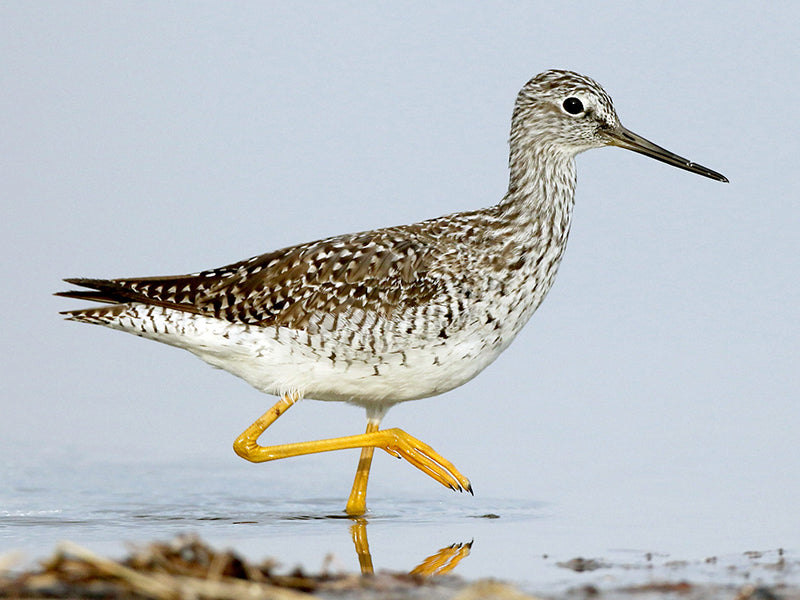 Great Yellowlegs, Tringa melanoleuca, Patiamarillo Grande