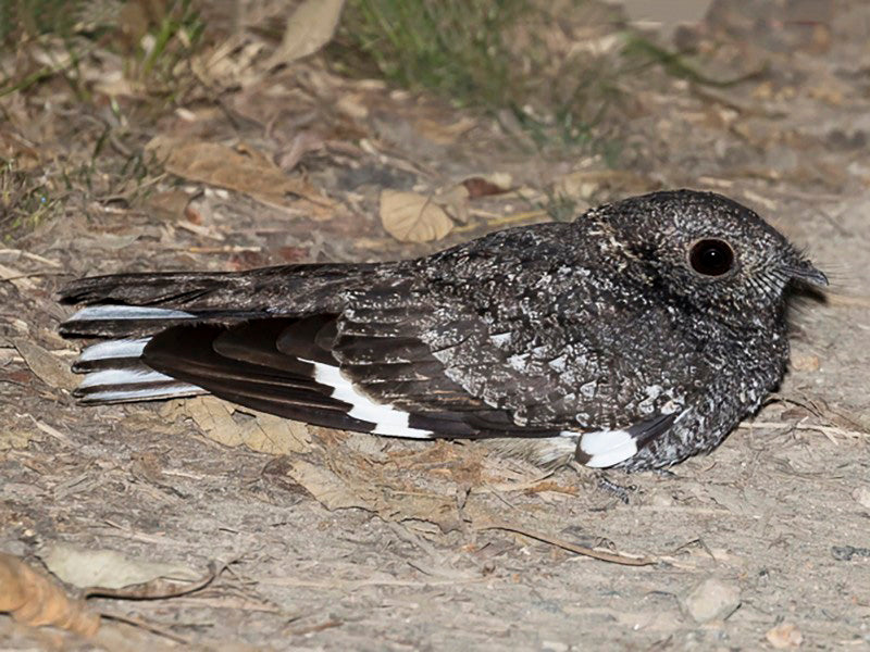 Greater Band Winged nightjar, Systellura longirostris, Guardacaminos Andino