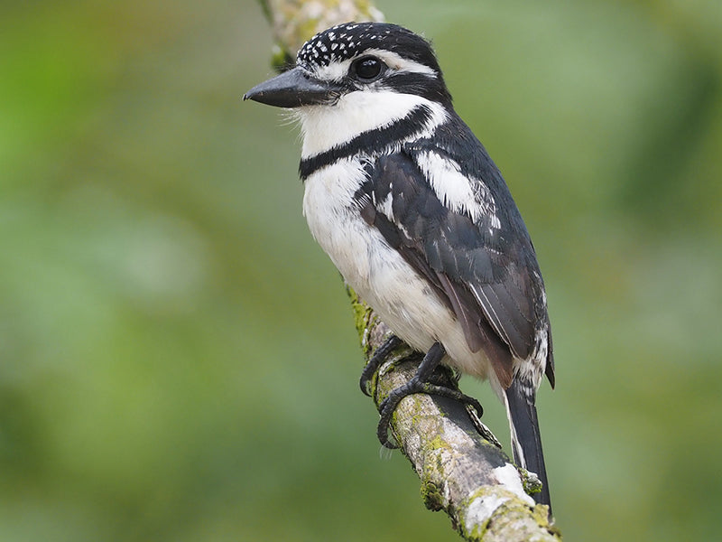 Great Pied Puffbird, Notharchus tectus, Bobo Coronado