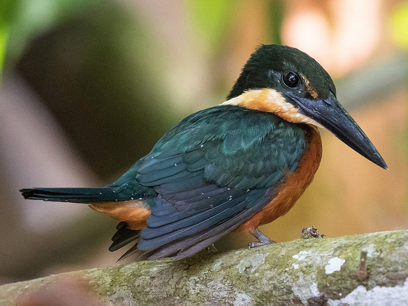 Green and Rufous Kingfisher, Chloroceryle Inda, Martín-pescador Selvático