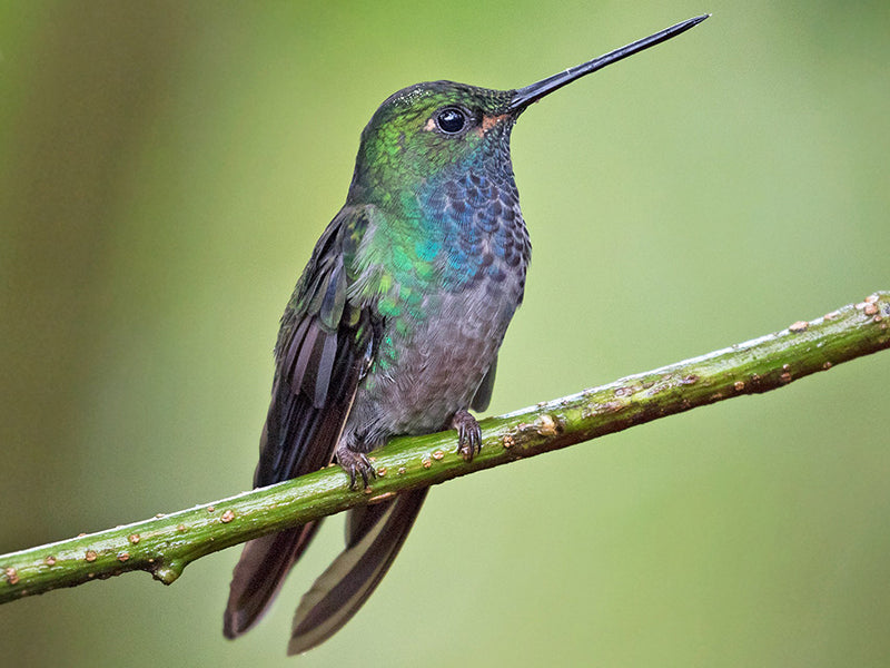 Green-backed Hillstar, Urochroa leucura, Colibrí Coliverde