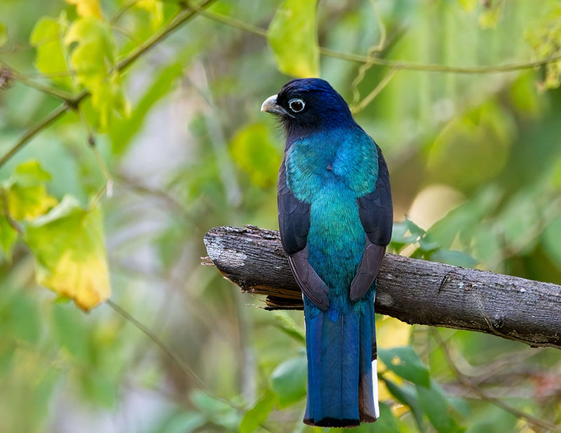 Green-backed Trogon, Trogon viridian, Trogón Coliblanco