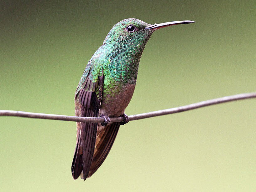 Green-bellied Hummingbird, Saucerottia viridigaster, Amazilia colimorada