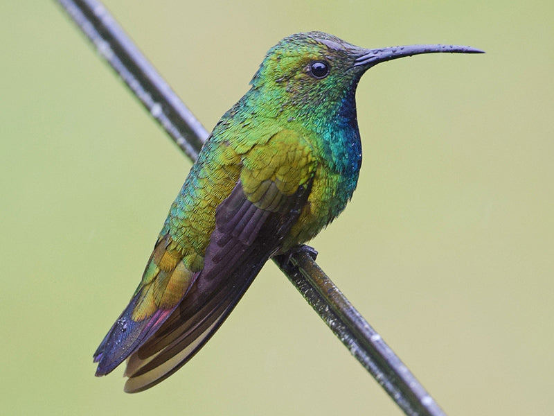 Green-breasted Mango, Anthracothorax prevostii, Mango Pechiverde