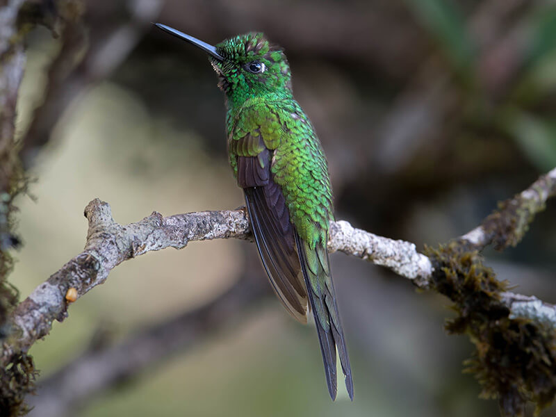 Green-crowned Brilliant, Heliodoxa jacula,Diamante frentiverde