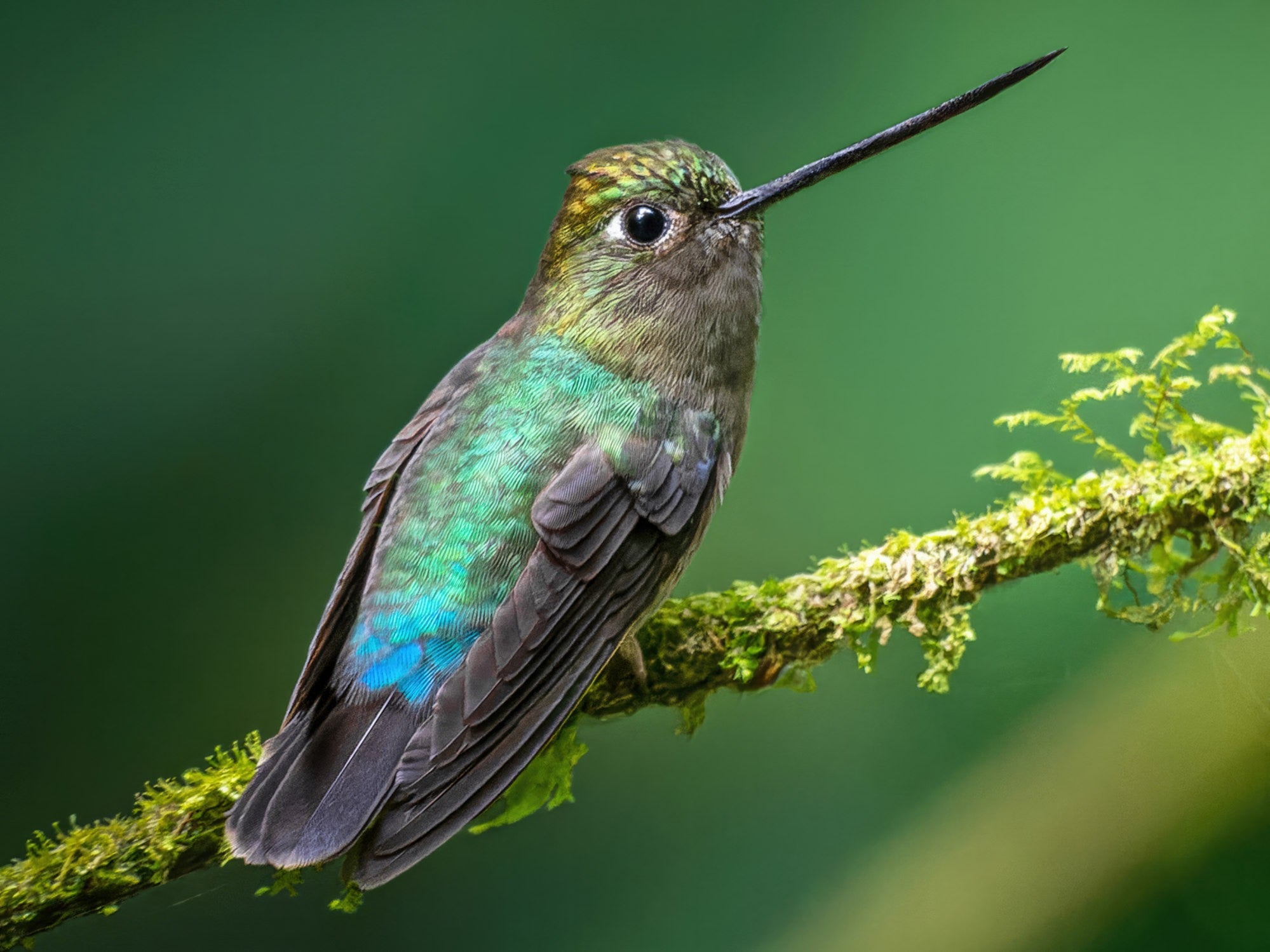 Green-fronted Lancebill, Doryfera ludovicae, Pico de Lanza Frentiverde