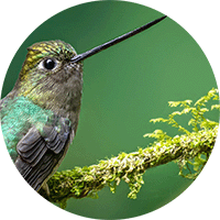 Green-fronted Lancebill, Doryfera ludovicae, Pico de Lanza Frentiverde