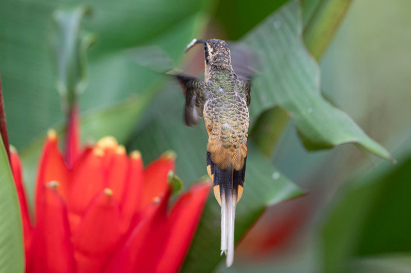 Green hermit, Phaethornis guy,  Ermitaño Verde