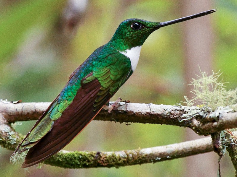 Green inca, Coeligena conradii, Inca verde